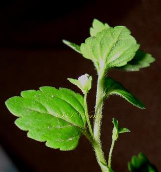  Flowering  shoot